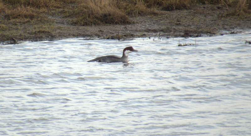 Smew - 15-01-2017