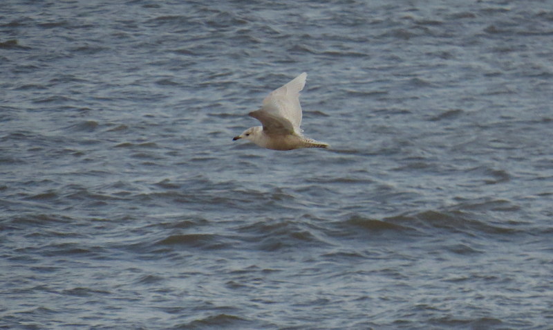 Iceland Gull - 12-01-2017