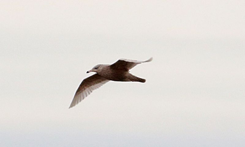 Glaucous Gull - 18-01-2017