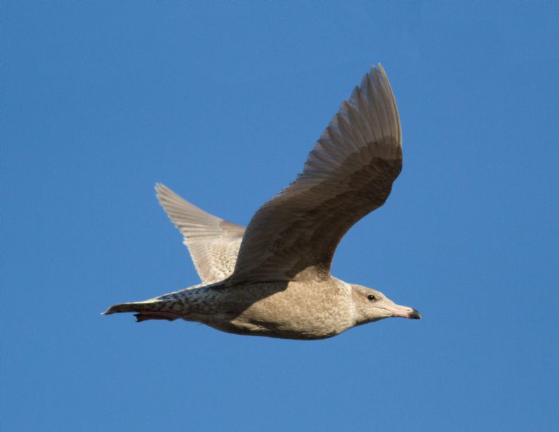 Glaucous Gull - 20-01-2017