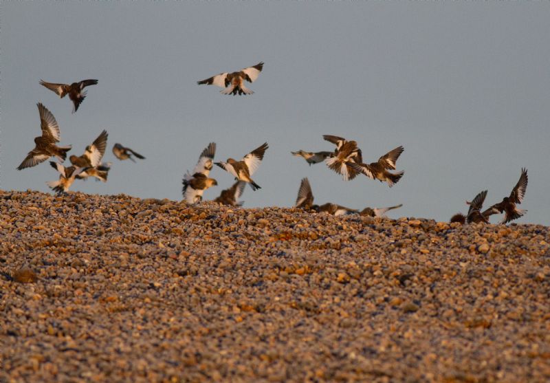 Snow Bunting - 20-01-2017