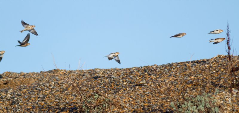 Snow Bunting - 20-01-2017