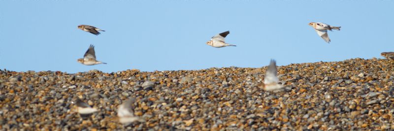 Snow Bunting - 20-01-2017