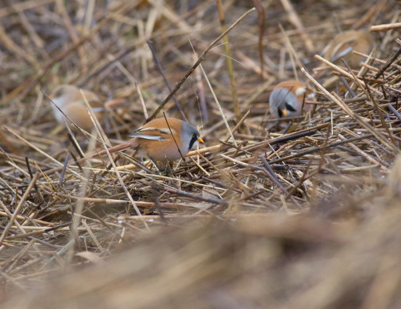 Bearded Tit - 14-01-2017