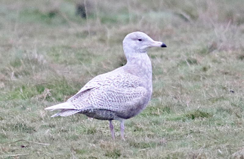 Glaucous Gull - 21-01-2017