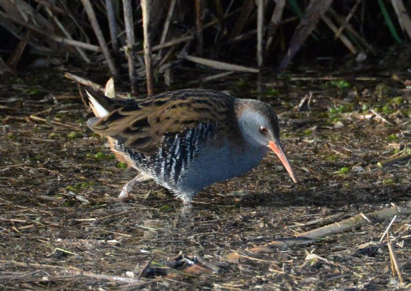 Water Rail - 16-01-2017