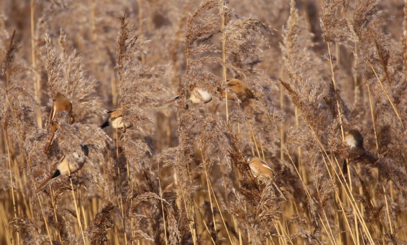 Bearded Tit - 22-01-2017