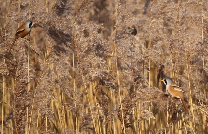 Bearded Tit - 22-01-2017