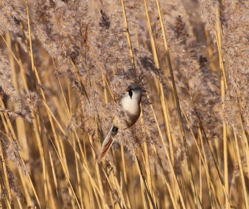 Bearded Tit - 22-01-2017