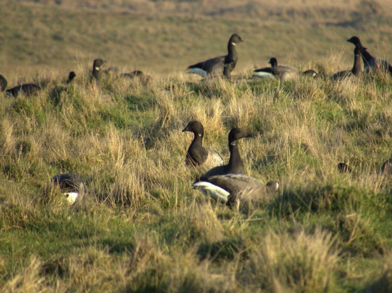 Pale-bellied Brent Goose - 24-01-2017