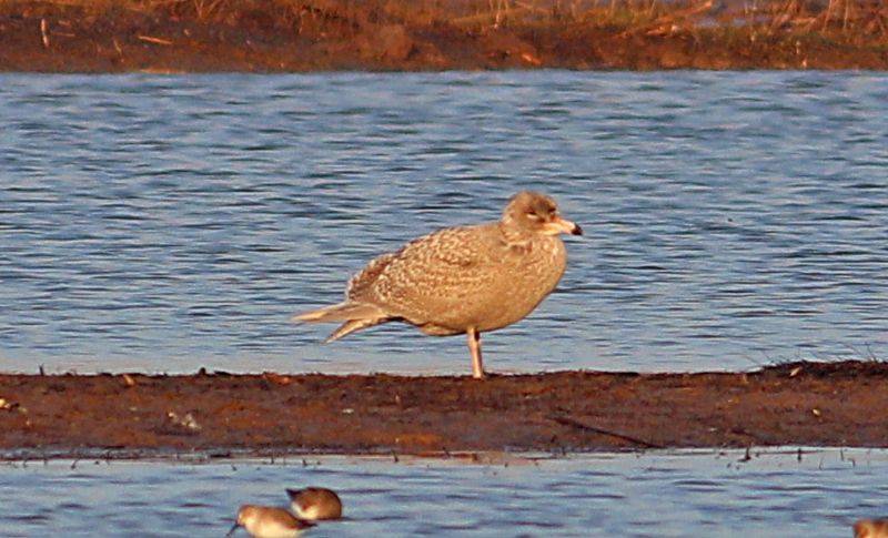 Glaucous Gull - 24-01-2017