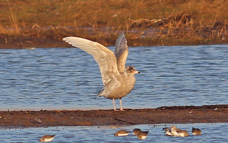 Glaucous Gull - 24-01-2017