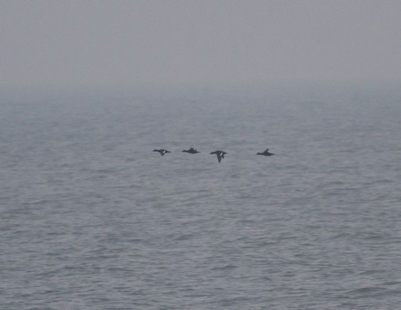 Velvet Scoter - 27-01-2017