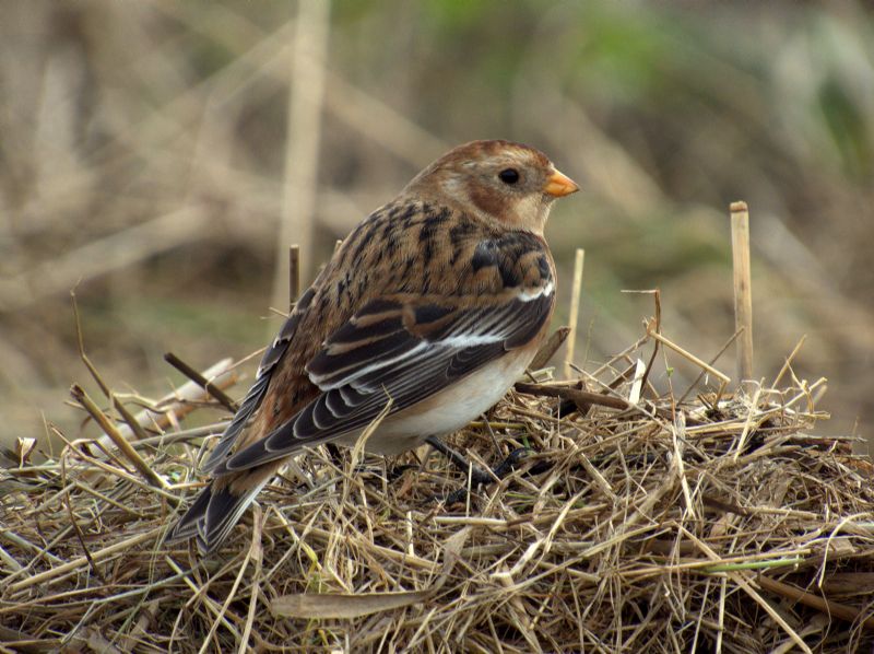 Snow Bunting - 27-01-2017