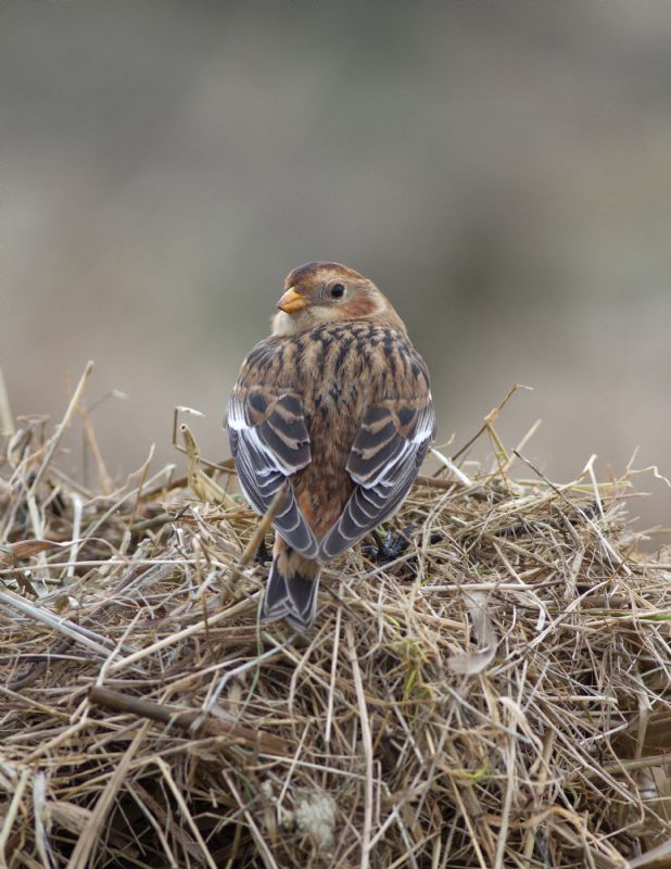 Snow Bunting - 27-01-2017