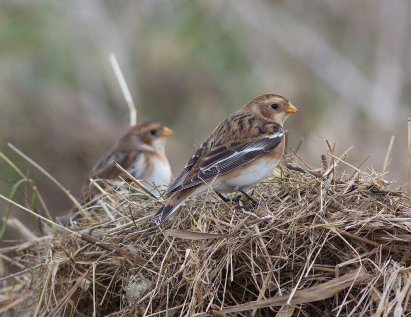 Snow Bunting - 27-01-2017