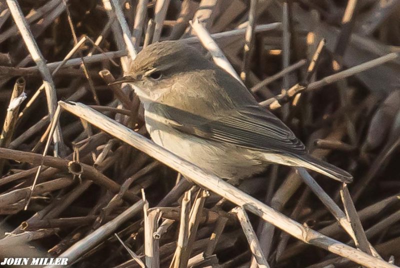 Chiffchaff - 27-01-2017