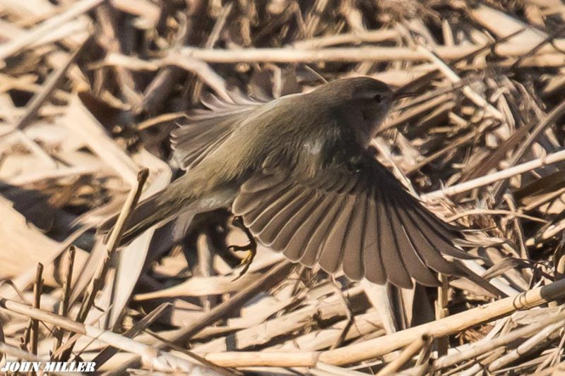 Chiffchaff - 27-01-2017