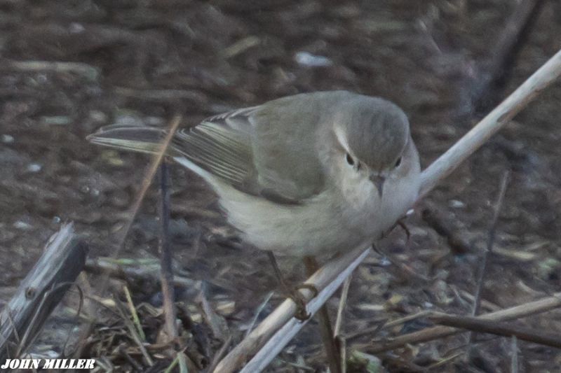 Chiffchaff - 27-01-2017