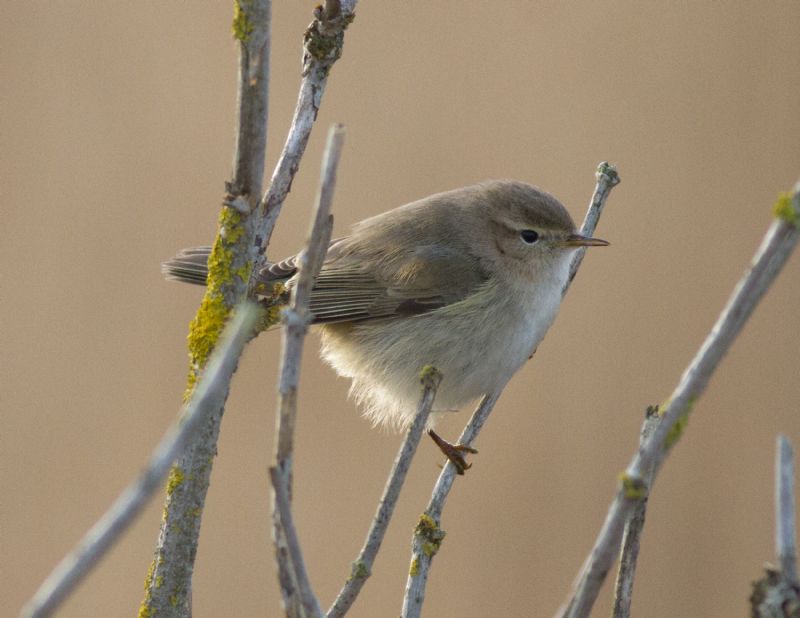 Chiffchaff - 27-01-2017