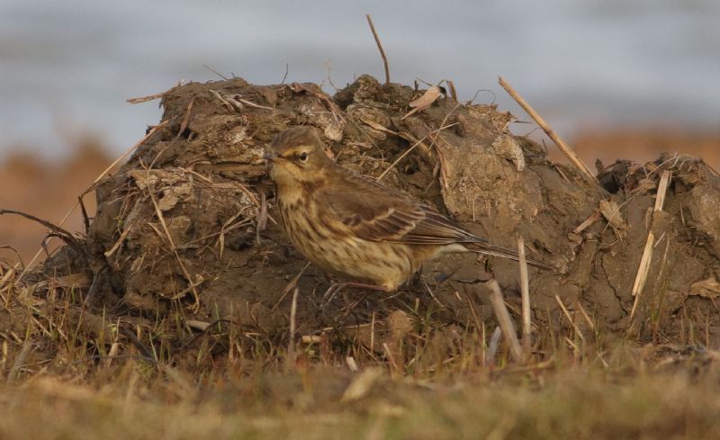 Rock Pipit - 13-02-2017