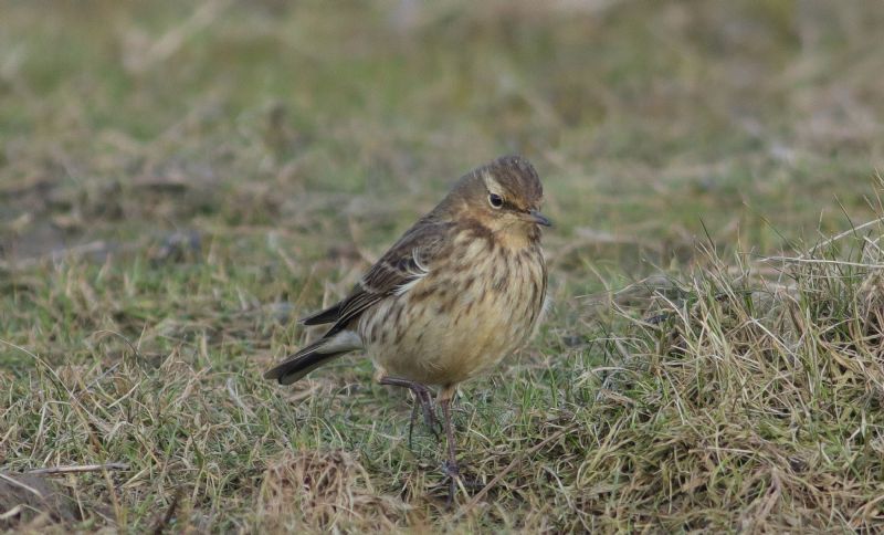 Rock Pipit - 13-02-2017