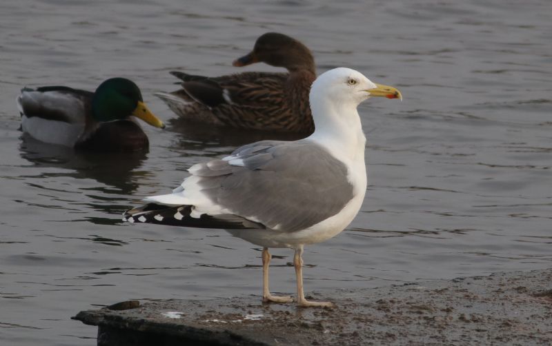 Lesser Black-backed Gull - 13-02-2017