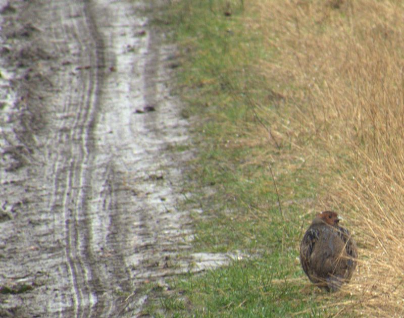 Grey Partridge - 15-02-2017