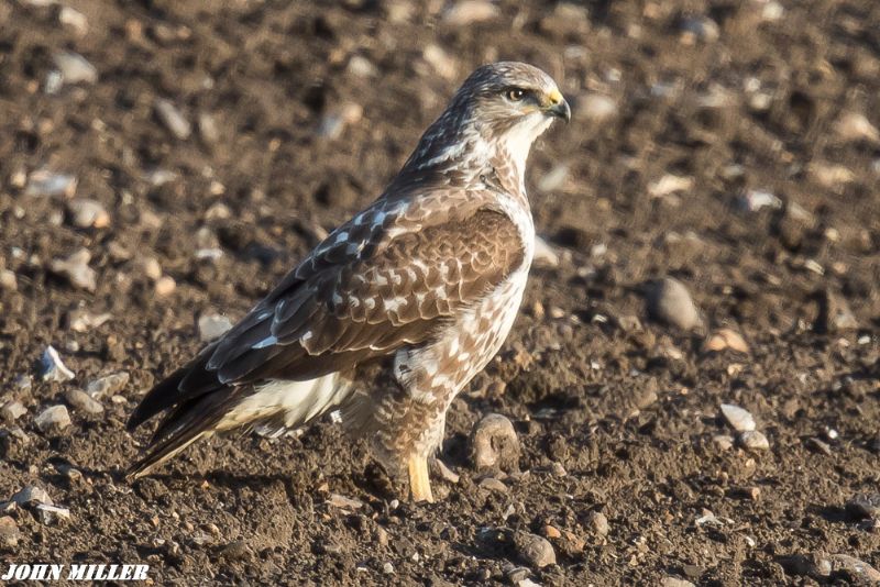 Buzzard - 24-02-2017