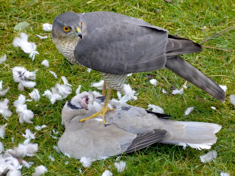 Sparrowhawk - 01-03-2017