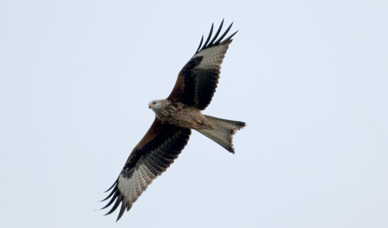 Red Kite - 27-02-2017