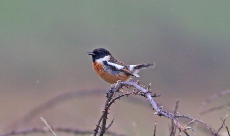 Stonechat - 12-03-2017