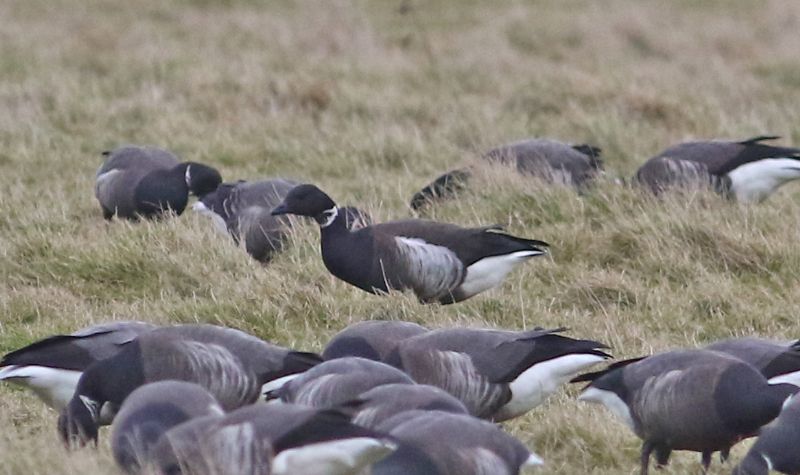 Black Brant - 16-03-2017