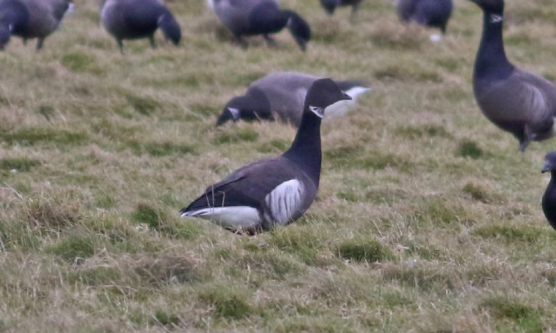 Black Brant - 16-03-2017