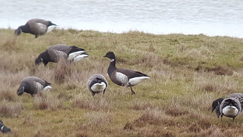 Black Brant - 17-03-2017