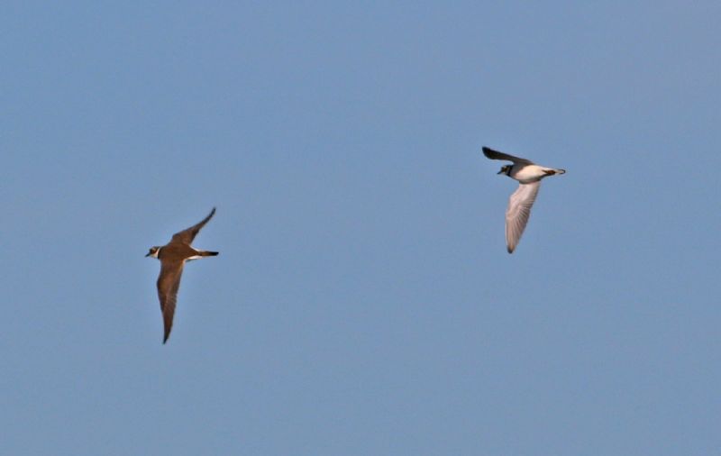 Little Ringed Plover - 25-03-2017