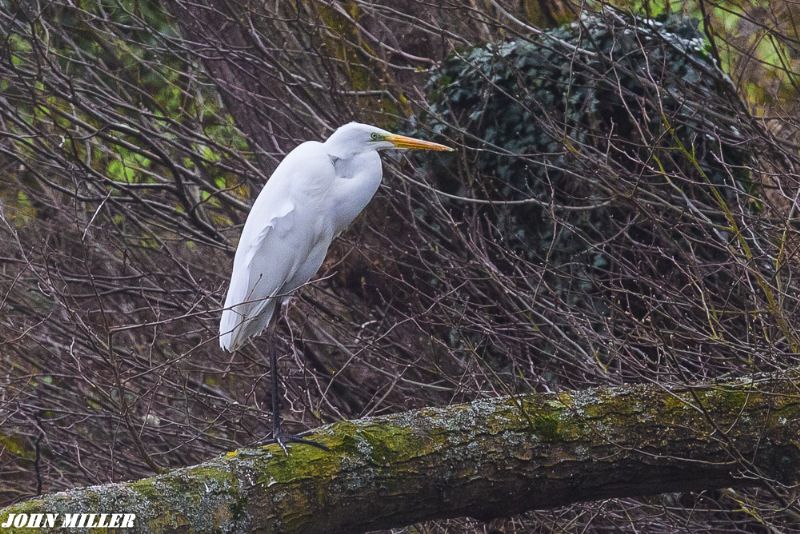 Great White Egret - 29-03-2017