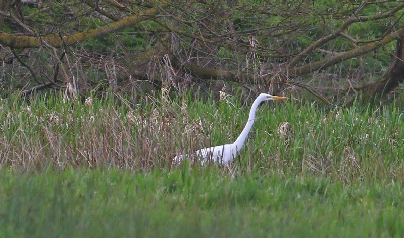 Great White Egret - 31-03-2017