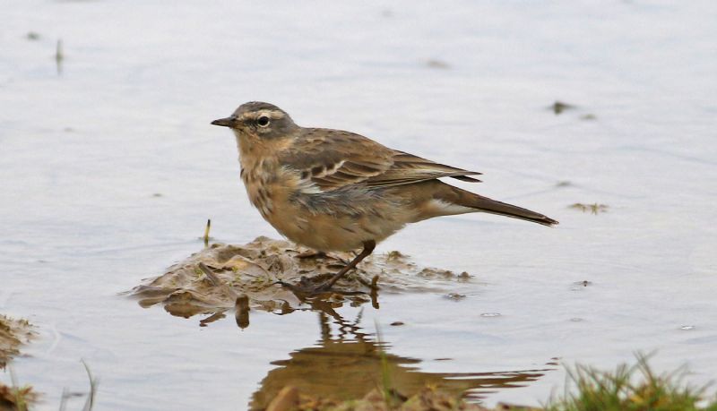 Water Pipit - 04-04-2017