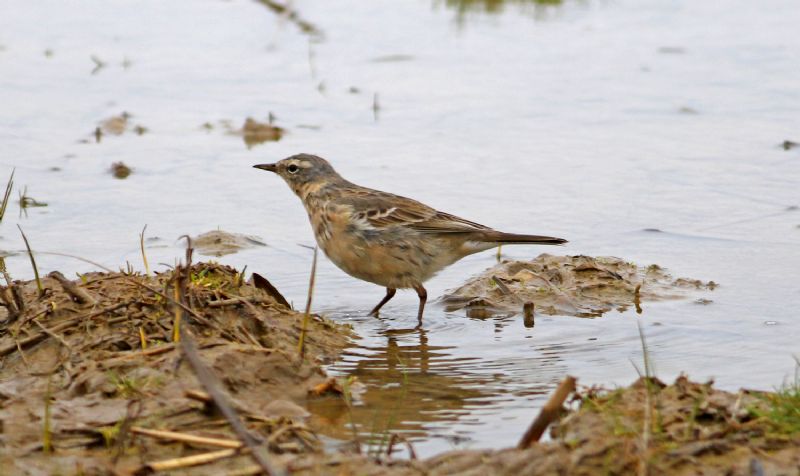 Water Pipit - 04-04-2017