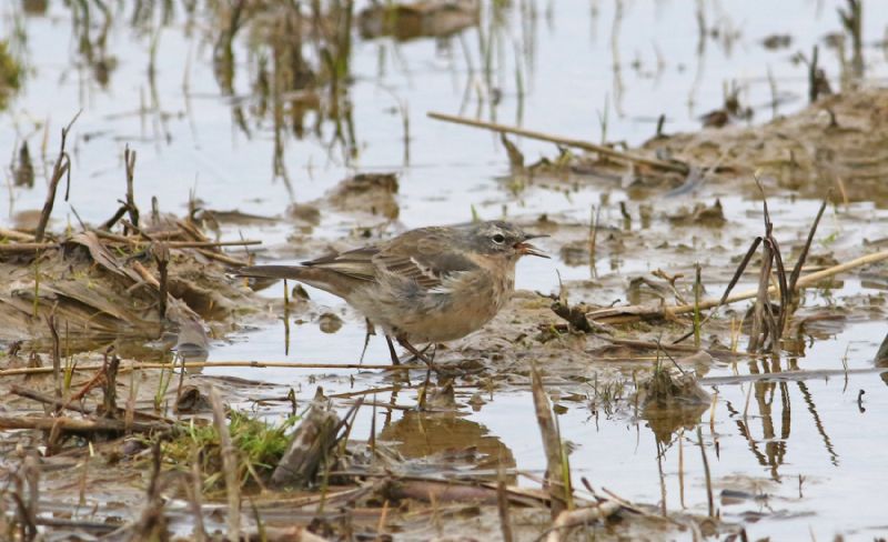 Water Pipit - 04-04-2017