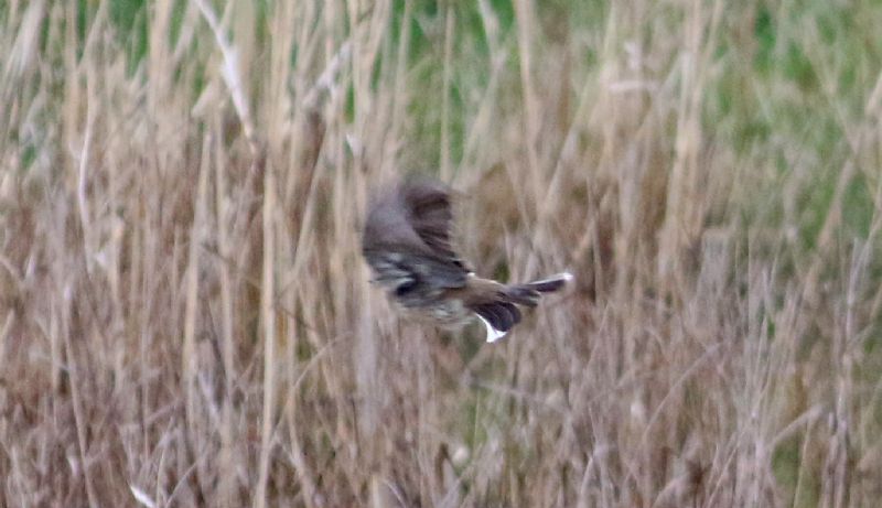 Water Pipit - 04-04-2017