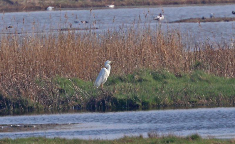 Great White Egret - 08-04-2017