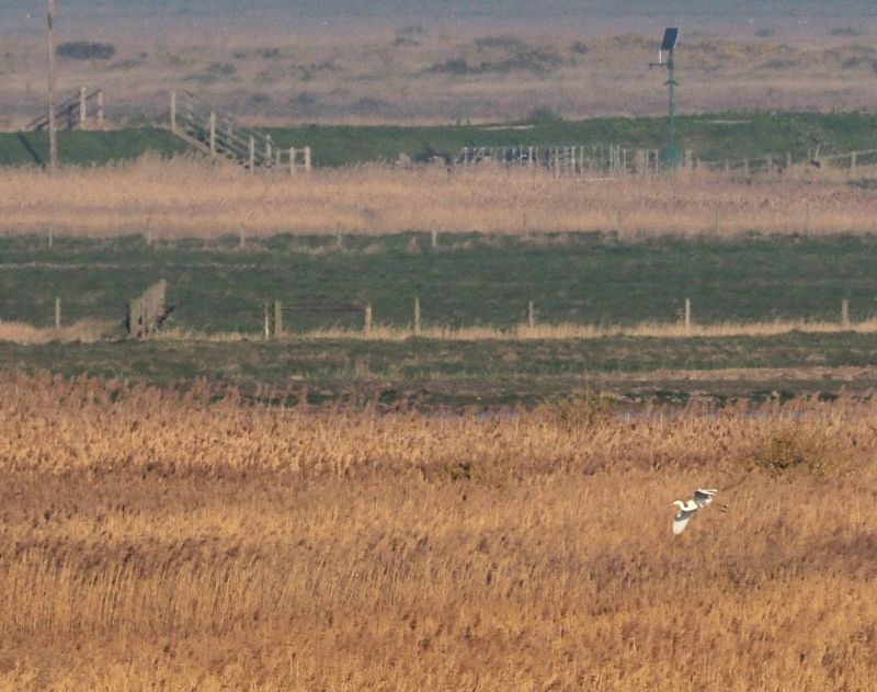 Great White Egret - 08-04-2017