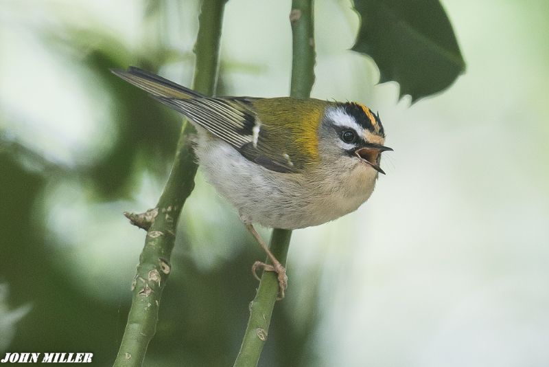 Firecrest - 11-04-2017