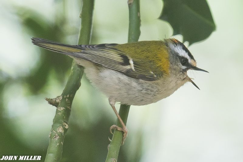 Firecrest - 11-04-2017