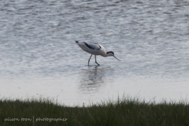 Avocet - 16-04-2017