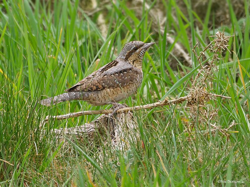 Wryneck - 30-04-2017