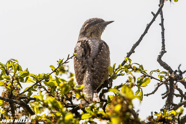 Wryneck - 30-04-2017