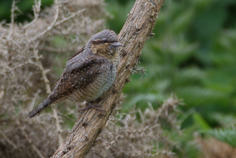 Wryneck - 30-04-2017